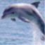 Иконка для Dolphin Sunset Live Wallpaper 2.0