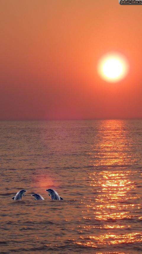Снимок экрана dolphin-sunset-live-wallpaper