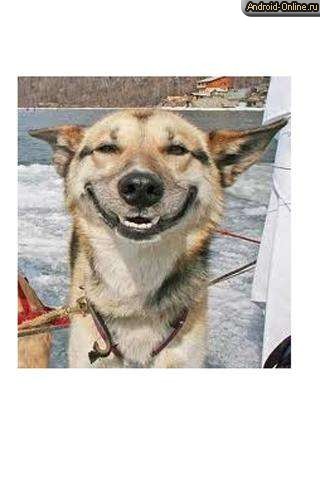 Снимок экрана i-love-animals